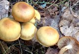 Tietoa kotimaisten sienituotteiden kaupallistamisesta