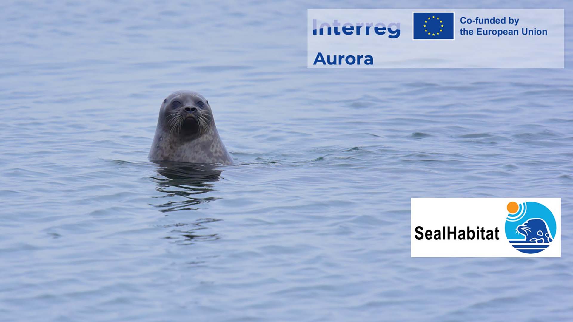 Norppa vedessä, pää veden pinnalla. Kuvan päällä rahoittajan ja projektin logot