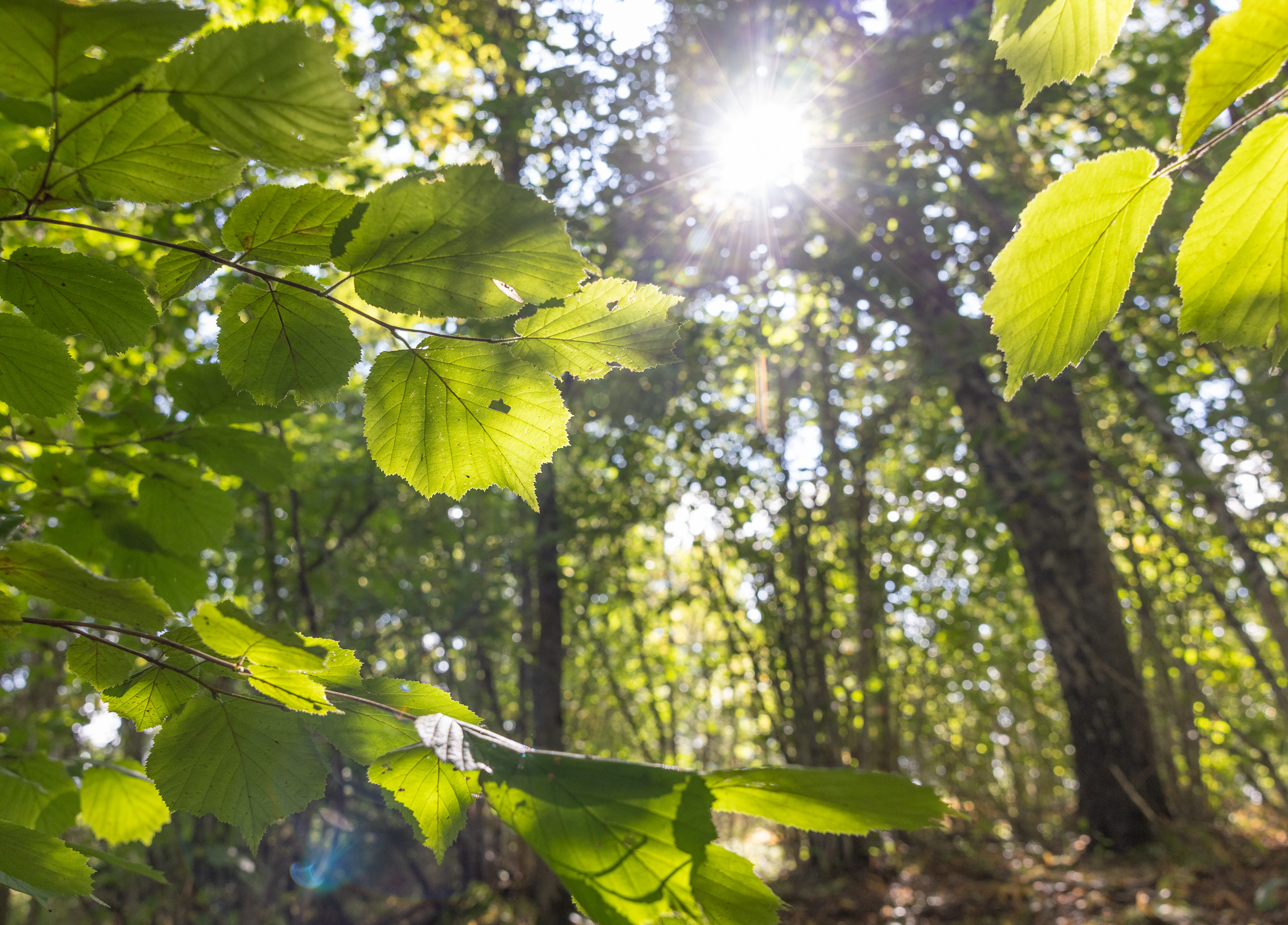 Märynummen arvokasta pähkinälehtoa