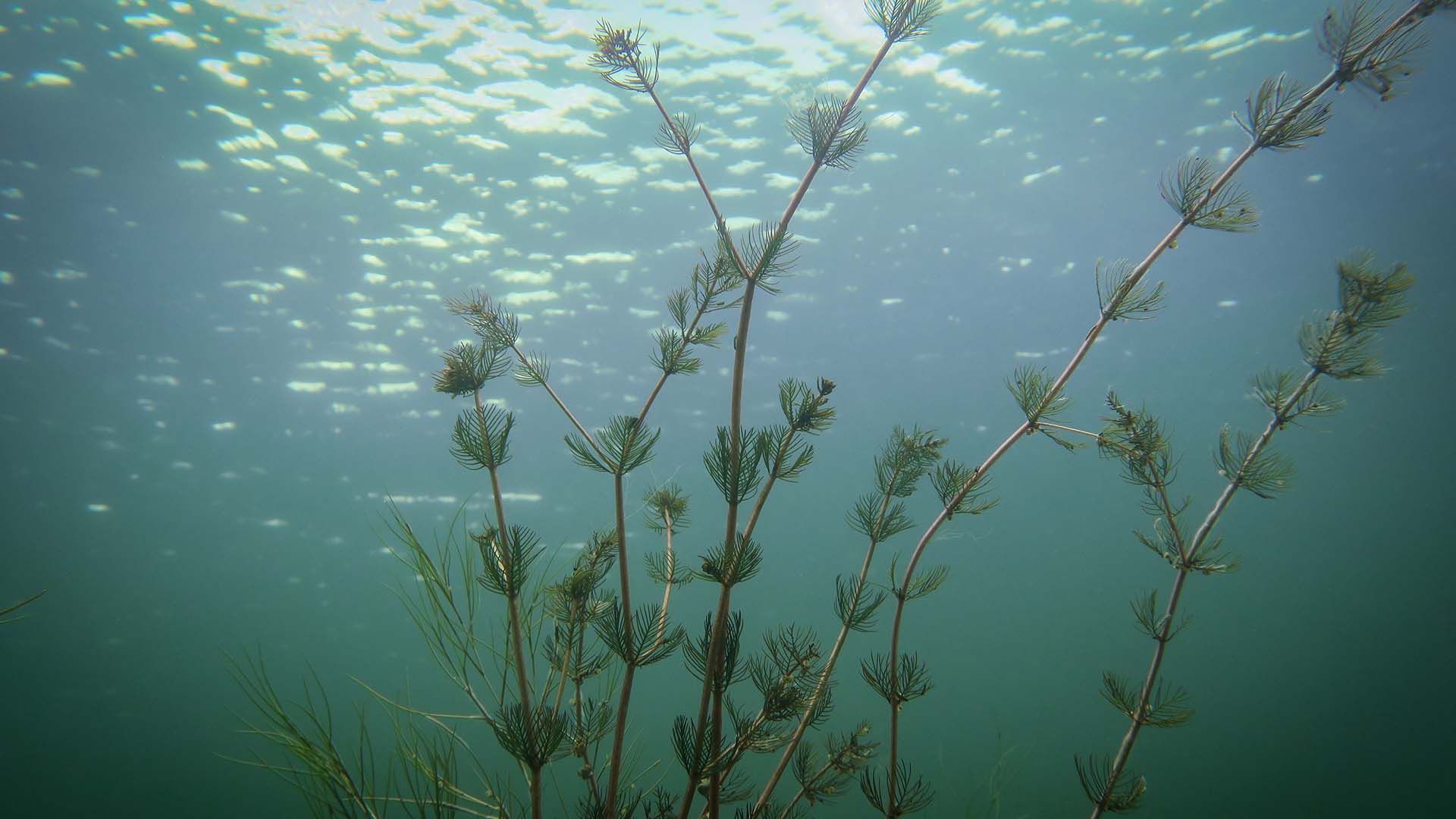 Veden alla kuvattu tähkä-ärviä