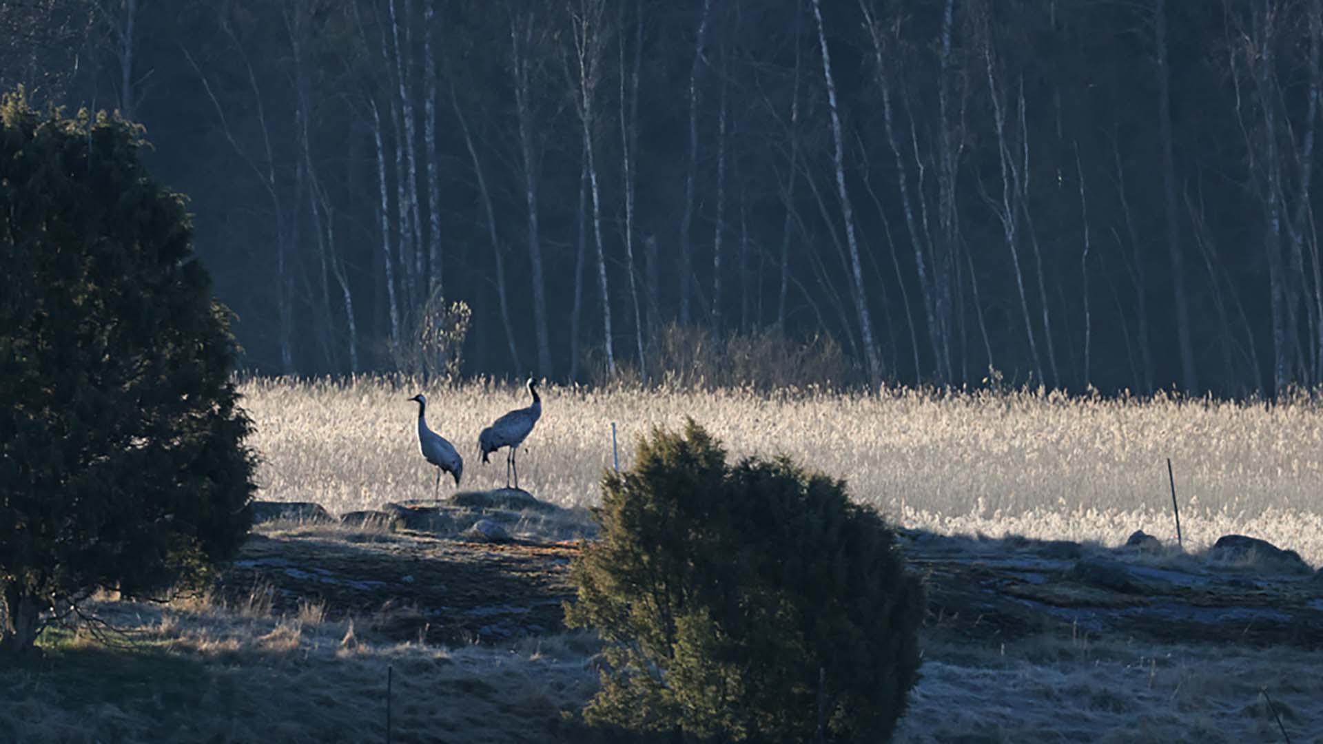 Suomalainen luontomaisema
