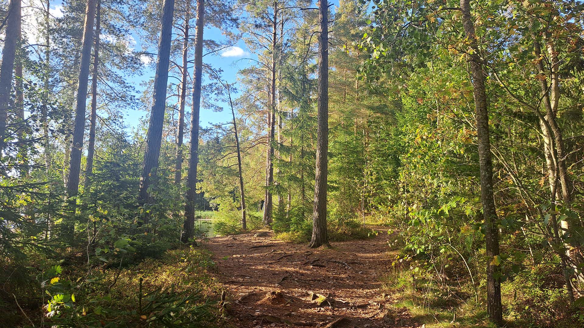 Suomalainen metsämaisema, leveä polku, takana häämöttää järvi