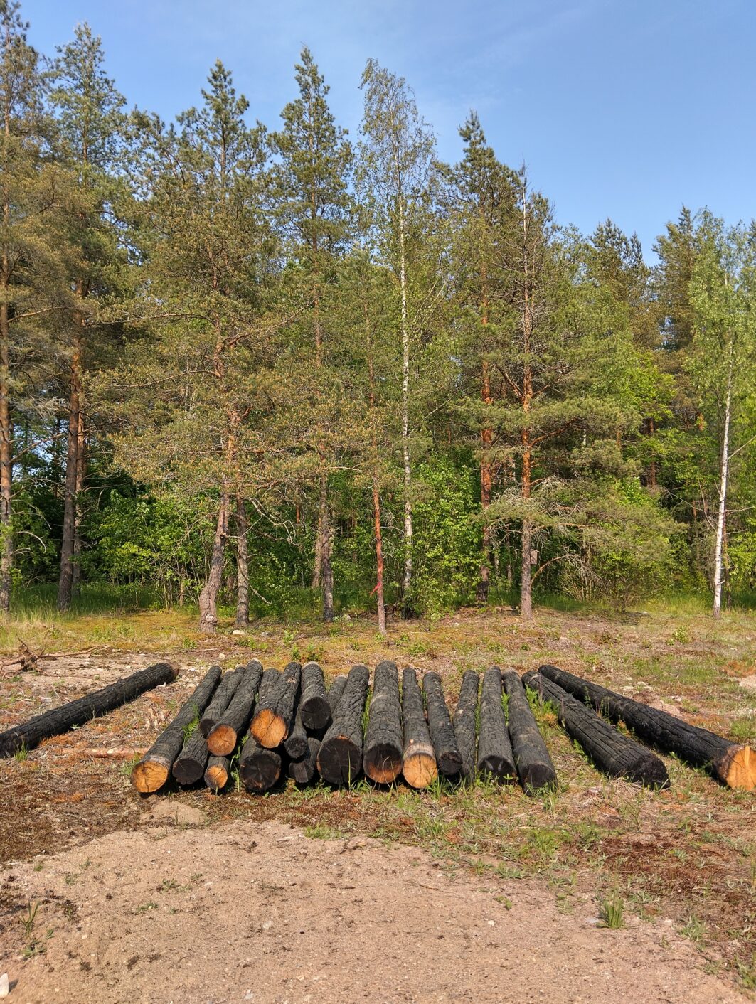 Poltetun puun keto havainnollistaa lahopuun merkitystä luonnon monimuotoisuudelle. Poltettuja puita Skanssin biodiversiteettipuistossa. Kuva: Outi Linnossuo.