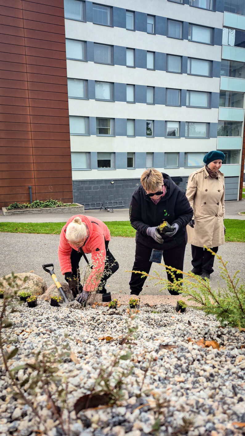 Jyrkkälän asukkaat istuttavat kasveja välikaistalle 2026.